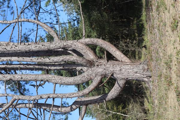 The photo captures a striking pine tree with multiple gnarled branches extending horizontally, set against a clear blue sky